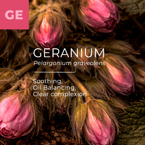 Close-up of pink geranium flowers with text about the plant's benefits.