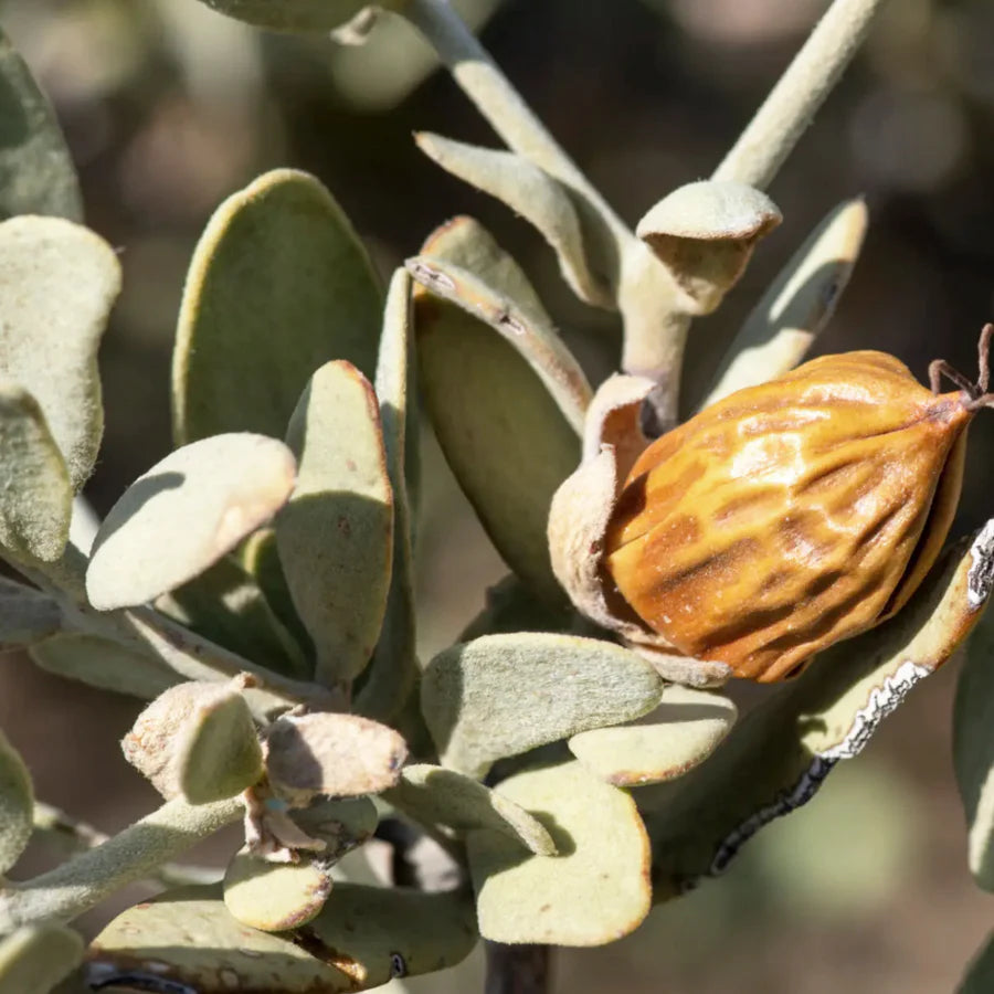 Close-up of a dried jojoba seed pod on a plant with green leaves.