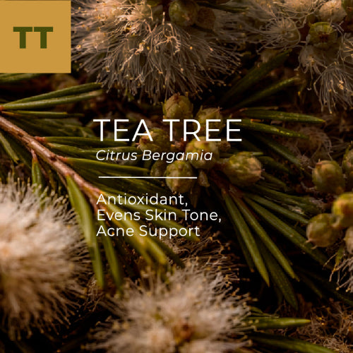 Tea tree leaves and flowers with text highlighting its benefits and uses.