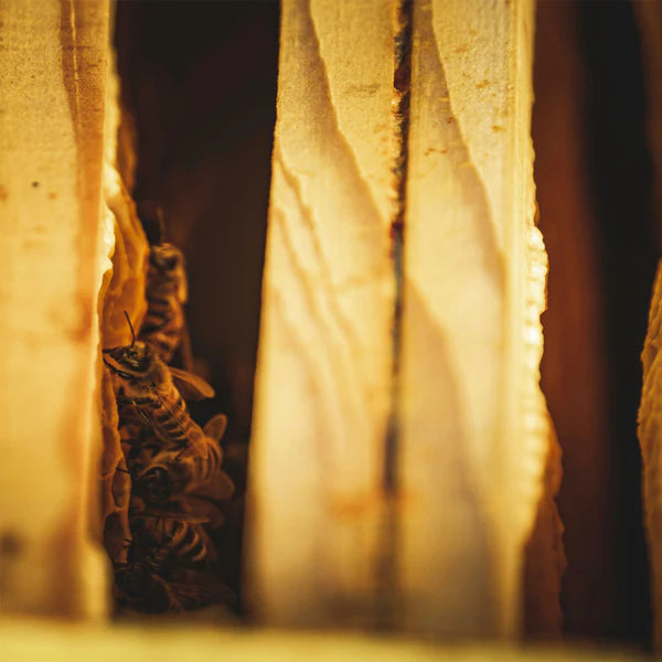 Close-up of a bee on a textured surface with warm lighting