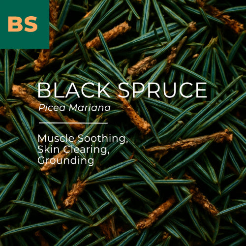 Black spruce needles with text about its uses and scientific name.