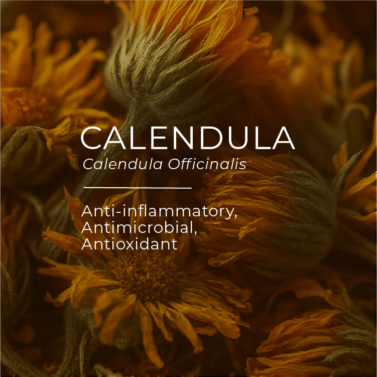Dried calendula flowers with text highlighting its properties.