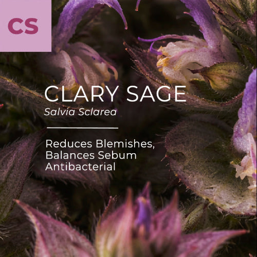 Close-up of clary sage flowers with text highlighting its benefits.