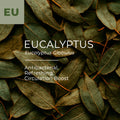 Eucalyptus Essential Oil (Eucalyptus radiata)