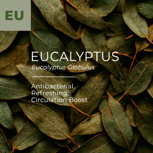 Eucalyptus leaves with text about Eucalyptus Globulus and its properties.