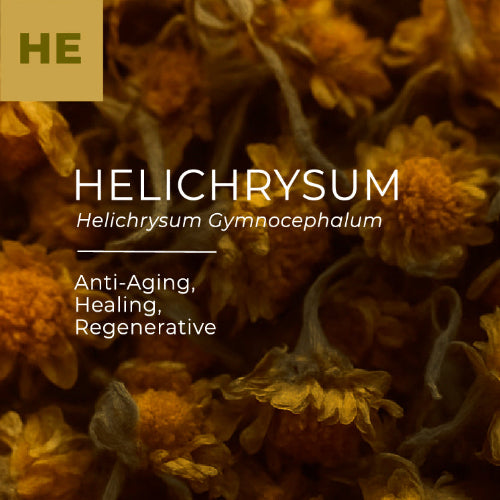 Helichrysum flowers with text highlighting properties like anti-aging, healing, and regenerative.