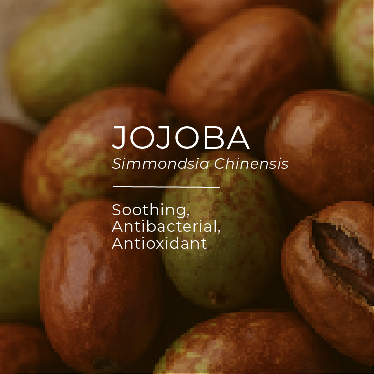 Jojoba seeds with text highlighting properties and scientific name