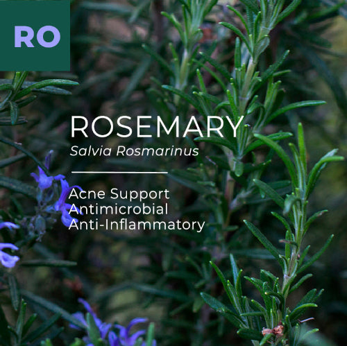 Rosemary plant with text highlighting its benefits and scientific name.