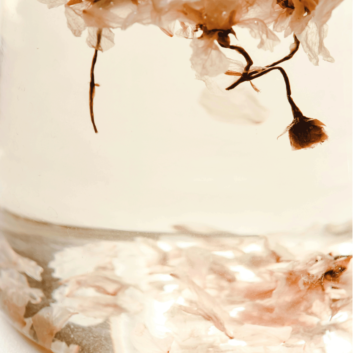 Close-up of a glass bowl with dried flowers and petals on a light background